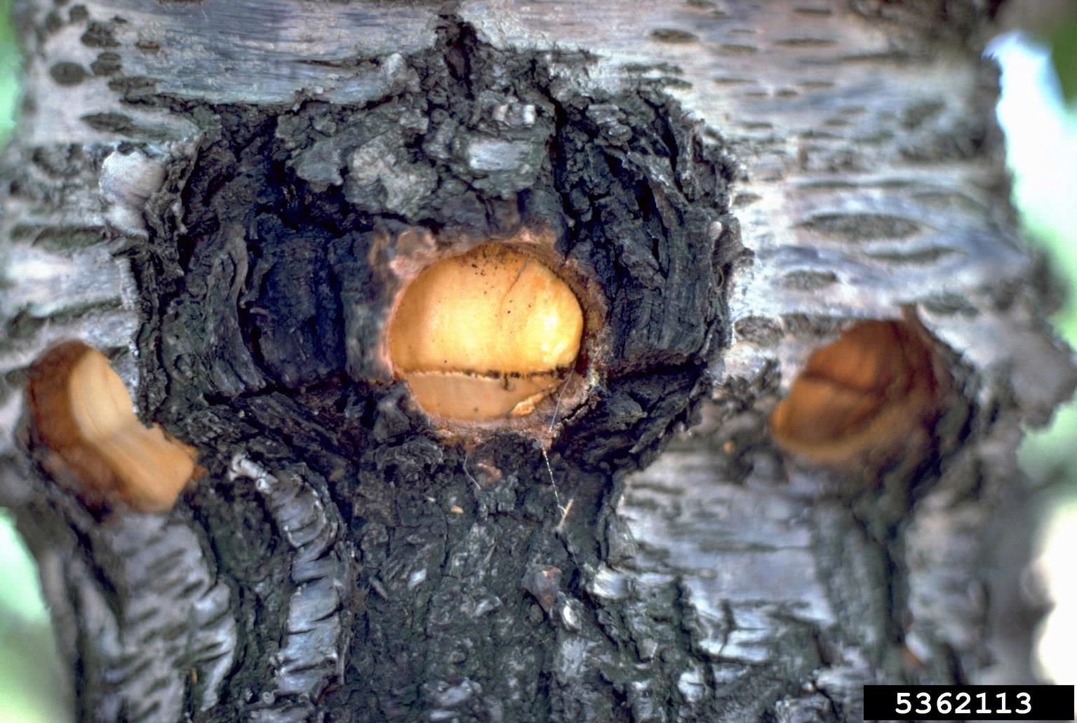 X Disease In Cherry Trees: Tips On How To Treat Cherry Tree X Disease