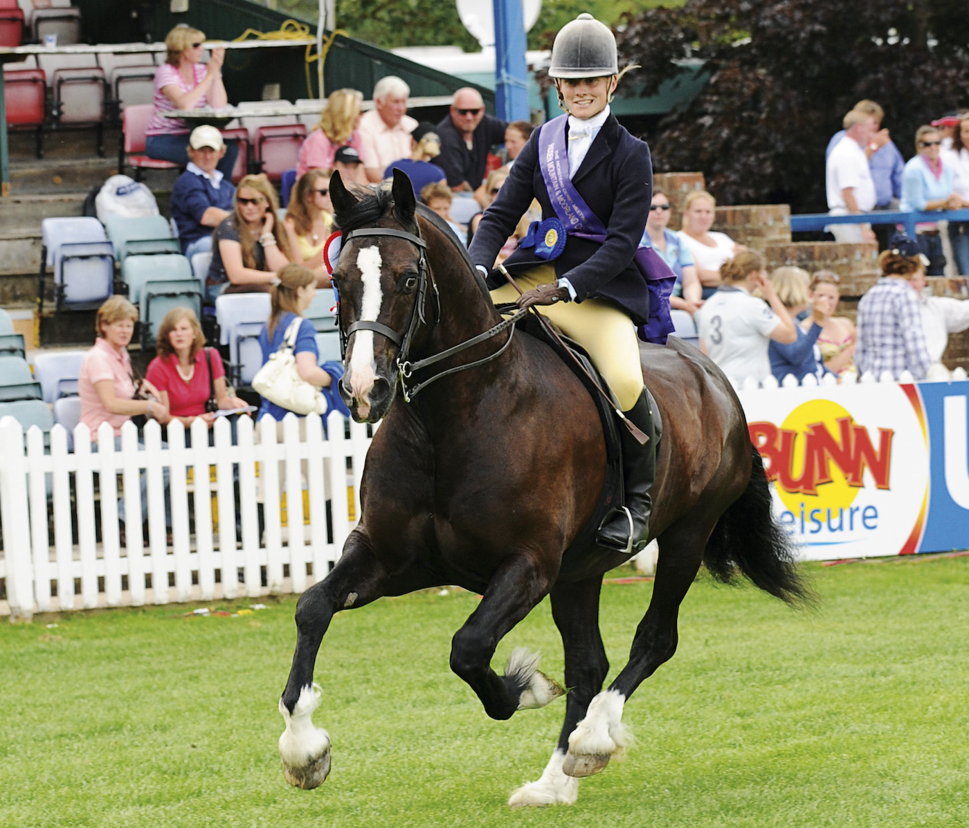 Welsh Section D (ridden native pony) cantering in the ring