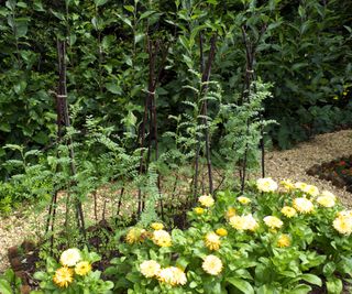 chickpeas supported with stakes that are growing alongside marigolds