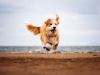 Capture the fun and expressions from your dog