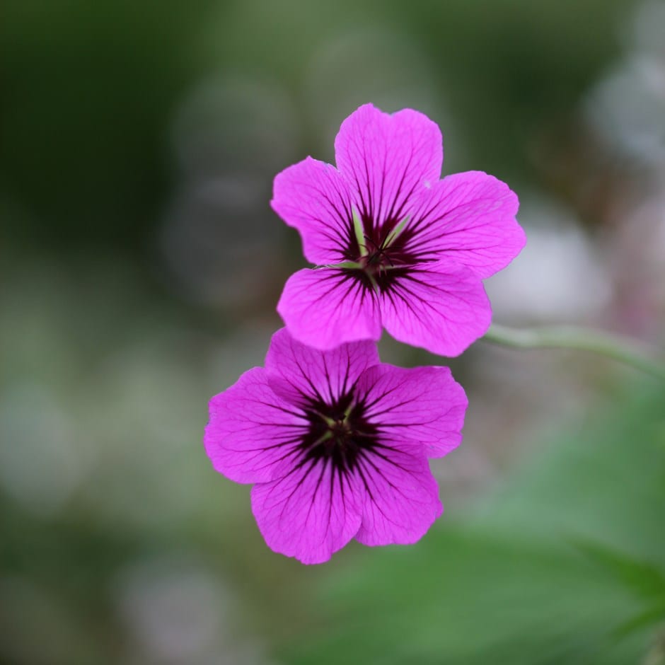 Geranium Patricia ('brempat')