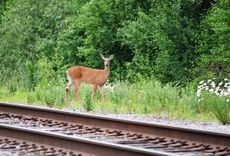 Apart from humans, deer were the most trespassy animals recorded by Network Rail. Credit: Getty