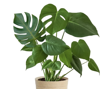 7 Houseplant Trends For 2024 The Plants Pots And Placements That   Nspfs3Y9S3kMYoW2WYPx8H 415 80 