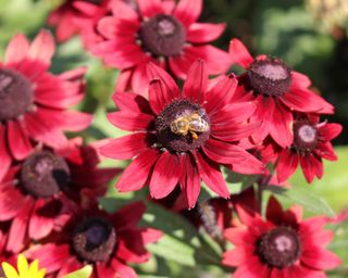 Rudbeckia Cherry Brandy black-eyed Susan flowers