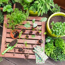 potted herbs and veg seedlings with planting tools