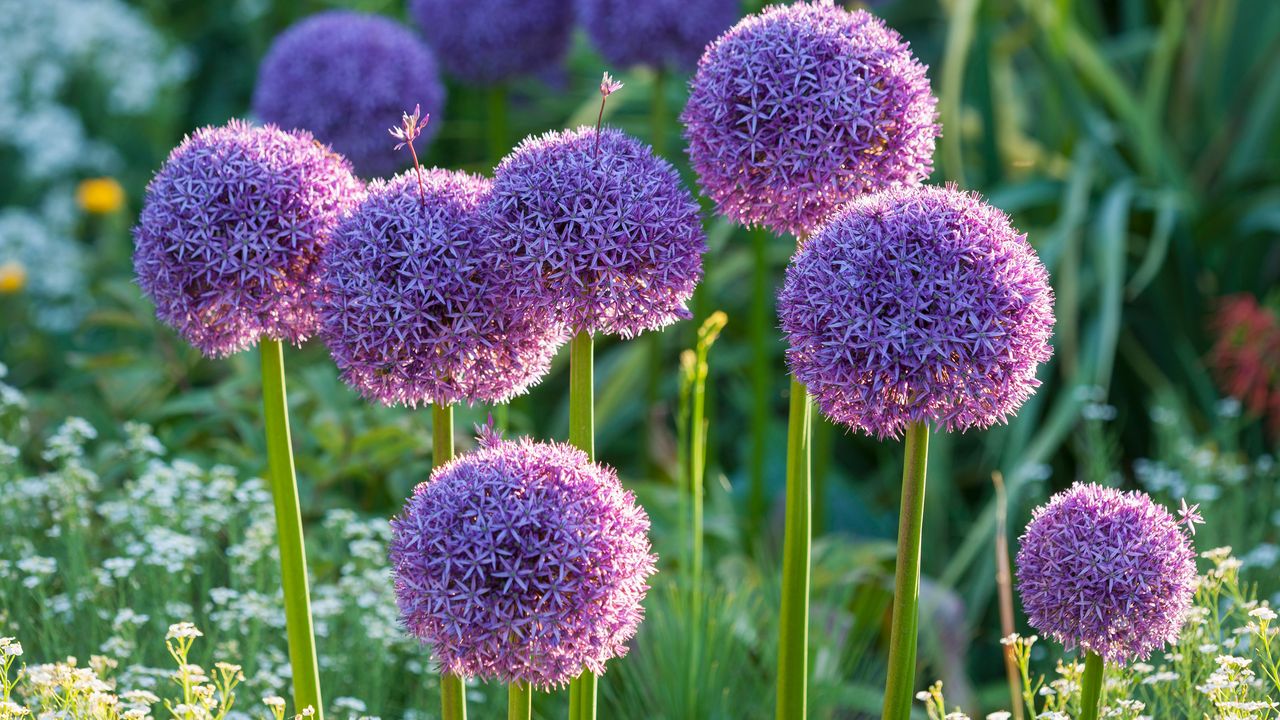 best plants for beginners: alliums