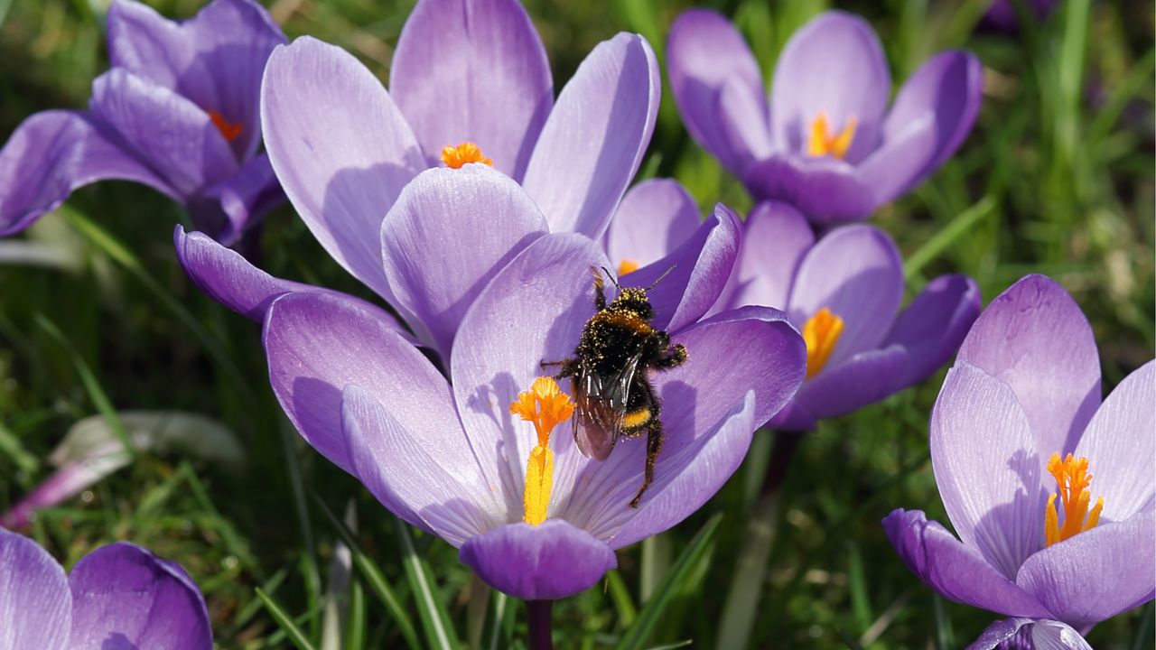 Bees collecting nectar from purple crocus flowers, covered in pollen