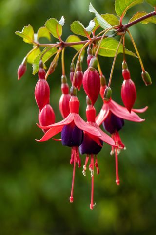 Fuchsia plant with purple and pink flowers