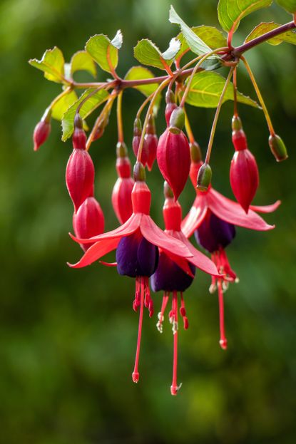 Best plants for hanging baskets: 17 stunning ideas