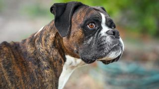 Brindle dog breeds