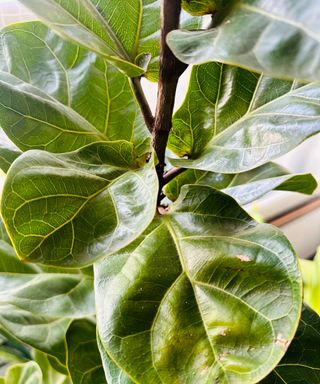 fiddle leaf fig showing faint signs of leaf damage