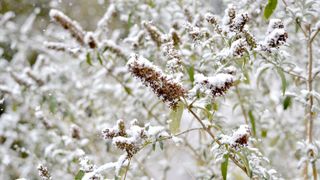 picture of buddleia tree with snow on it