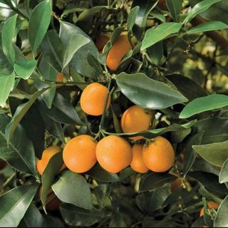 Sweet Kumquat Tree