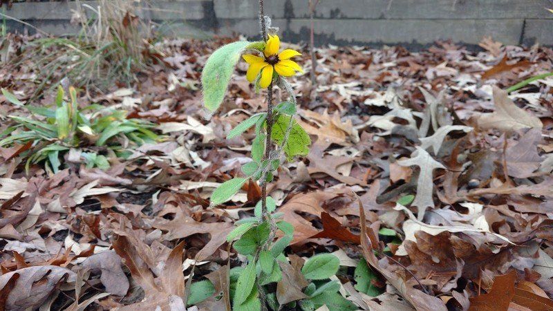 Yellow Flower on the Droid Maxx 2