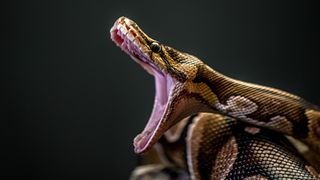 A Burmese python with its jaws wide open on a black background