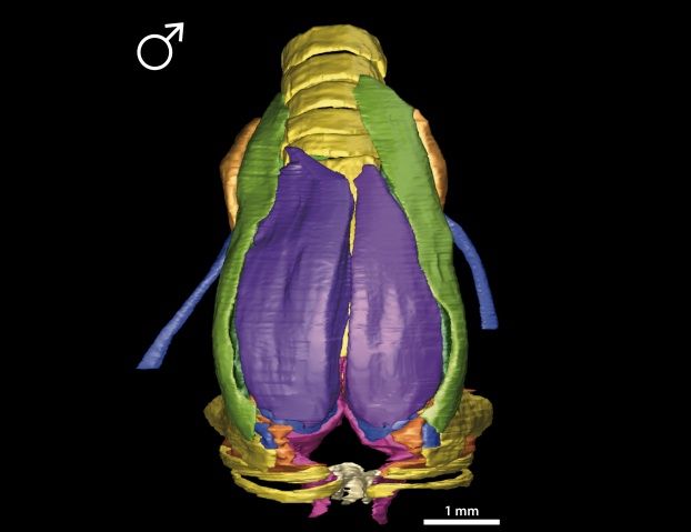 Songbird's Voice Box Modeled in 3D | Live Science