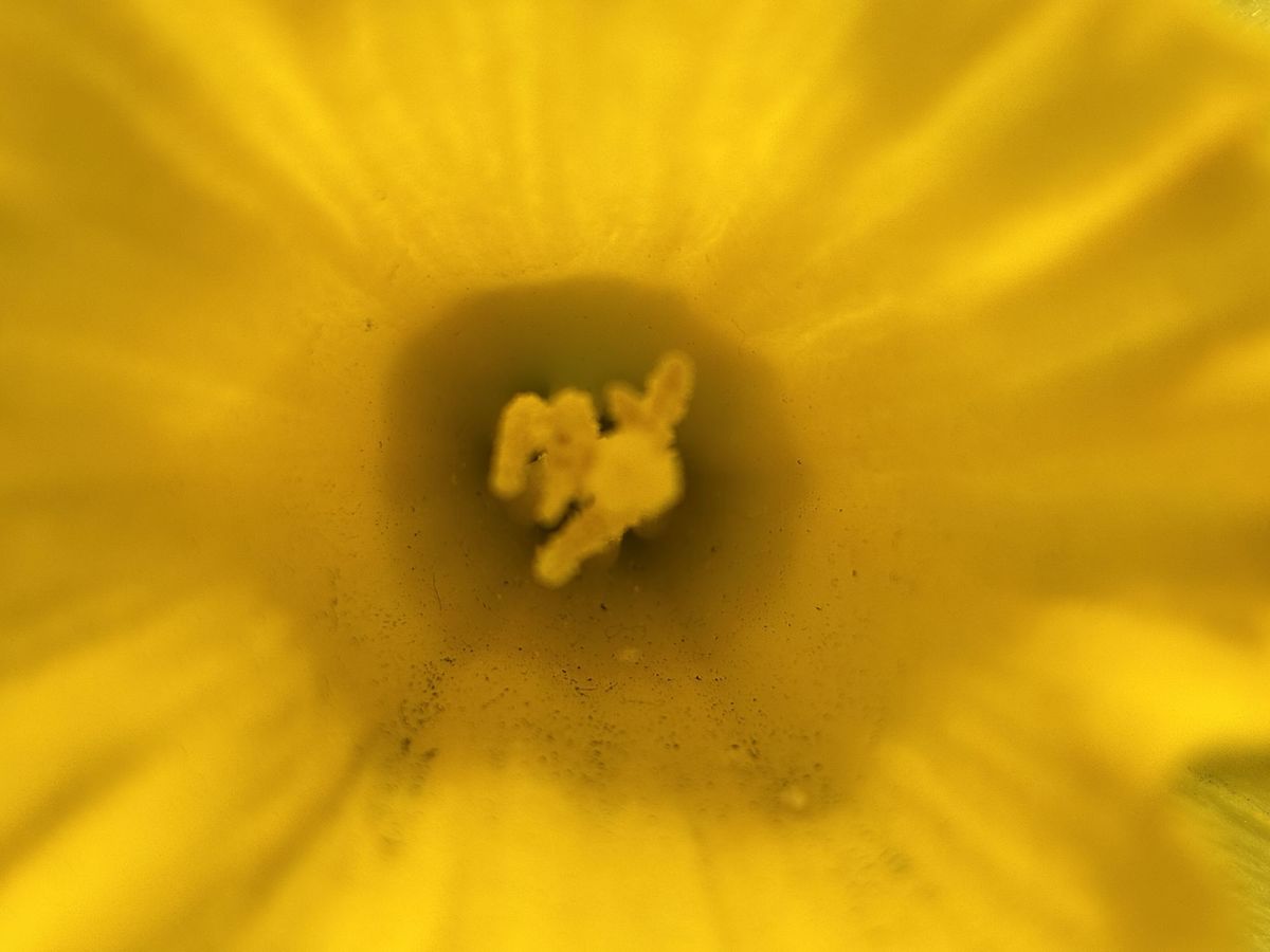 Apple iPhone 16e macro sample.