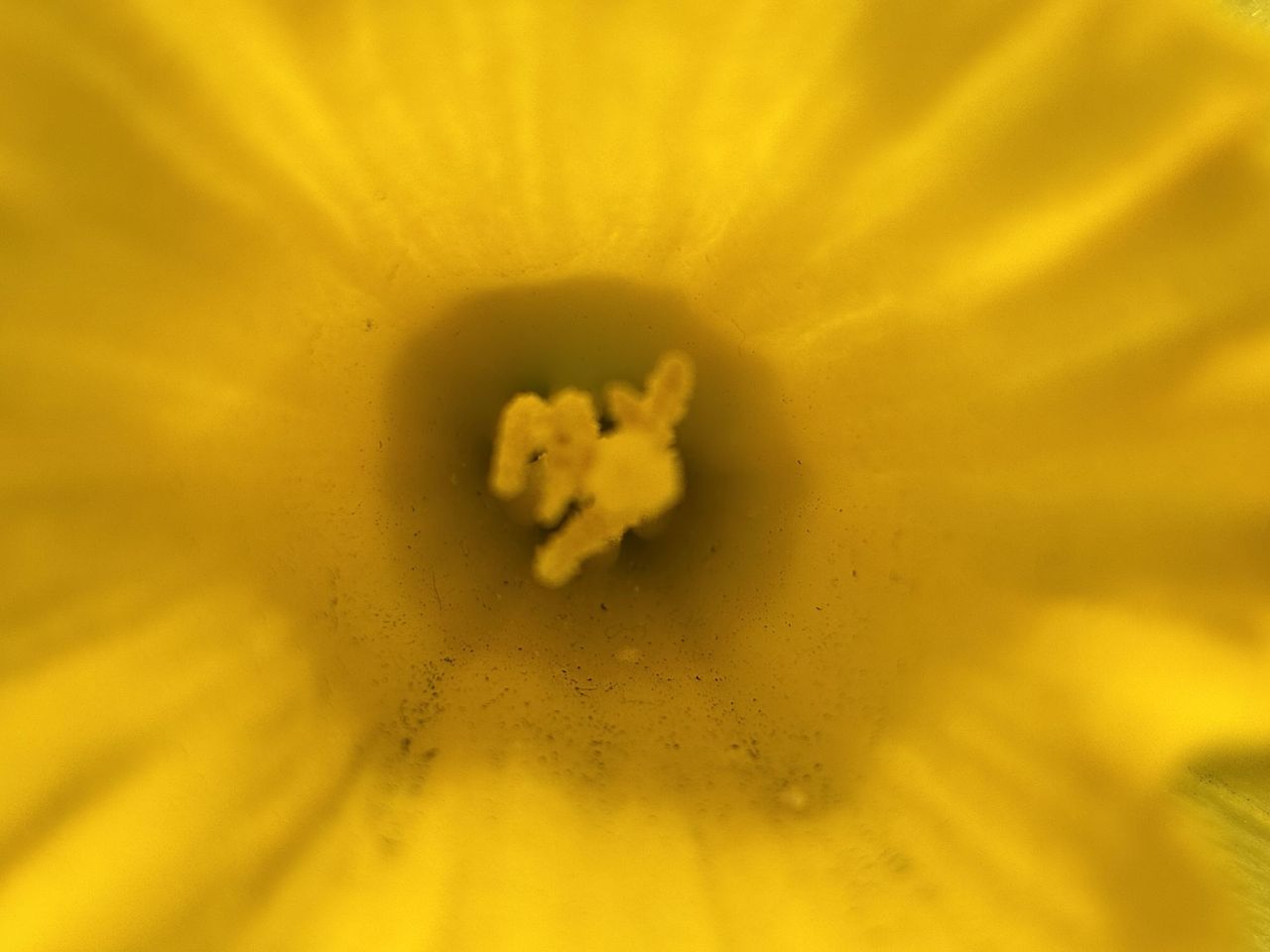 Apple iPhone 16e macro sample.