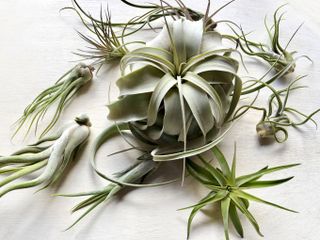 Variety of air plants, species of evergreen,perennial flowering plants