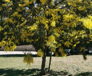 Mimosa tree with yellow blossom