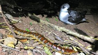 An adult black-winged petrel and the flesh-eating Phillip Island centipede.