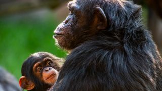 Portrait of a cute baby chimpanzee and her mother showing affection for each other.