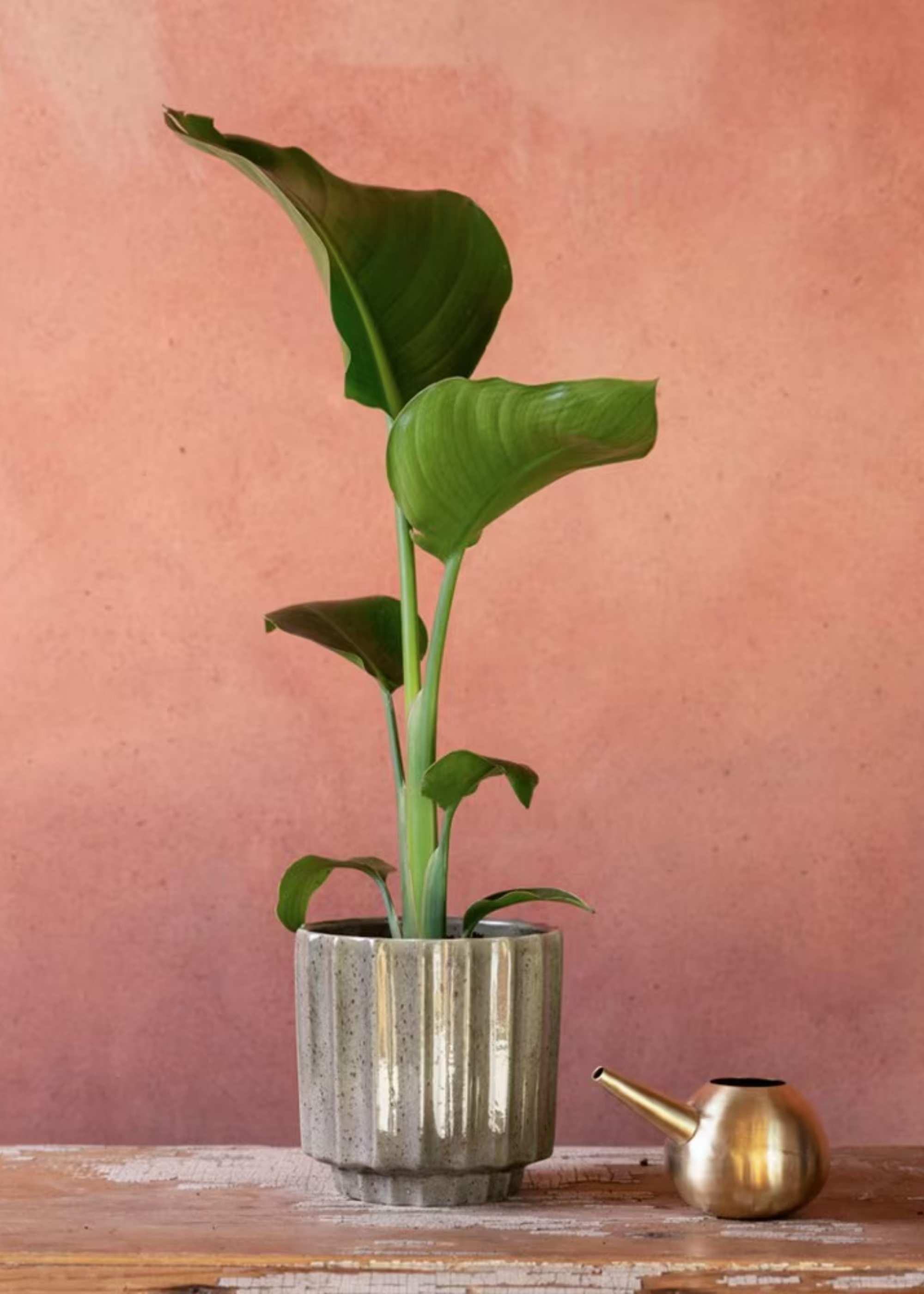 A white bird of paradise in a glazed textured gray ceramic pot on a wooden table near a brassy watering pot