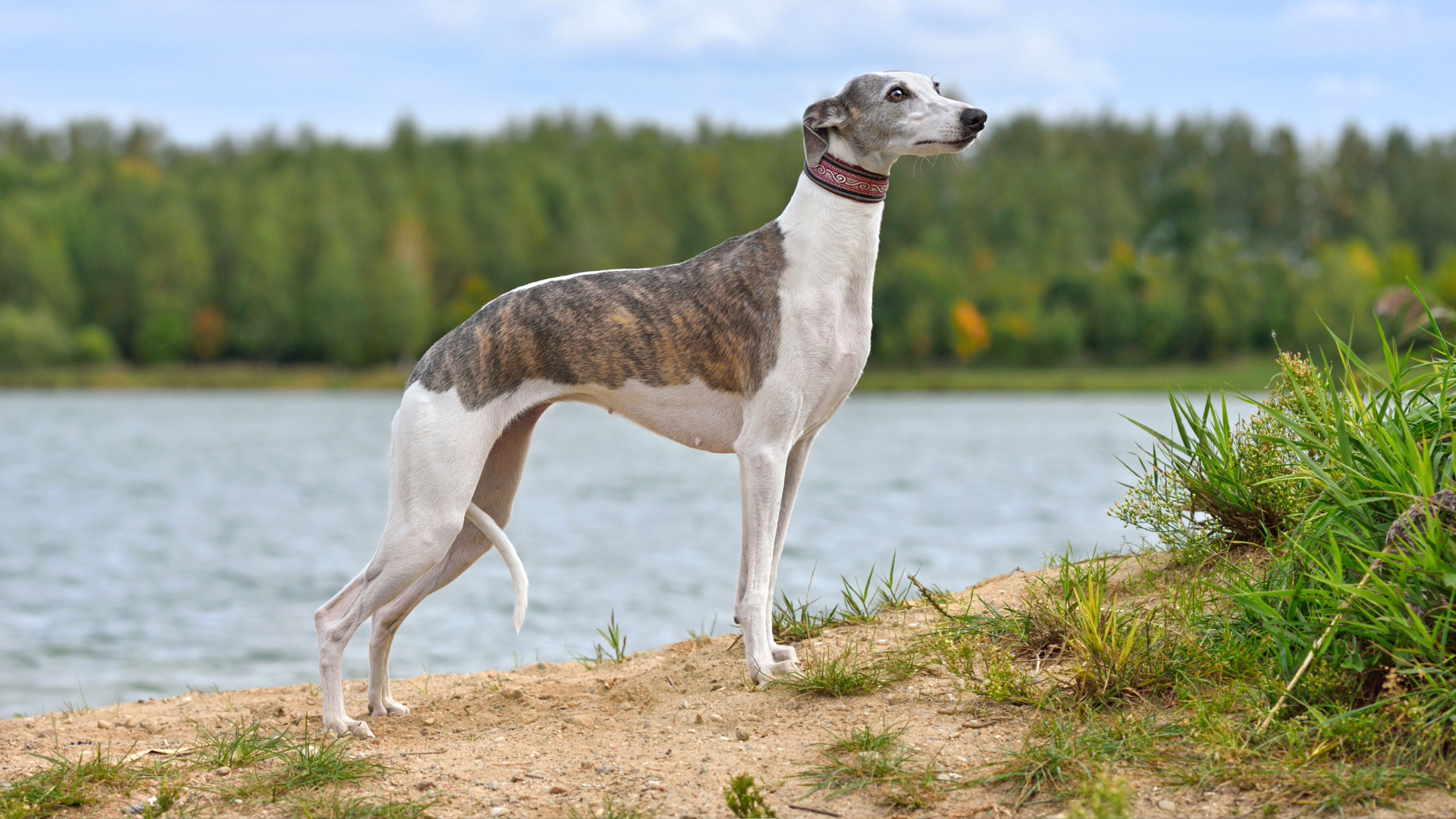 Whippet
