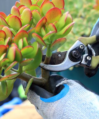 Person wearing gardening gloves pruning a jade plant with pruners