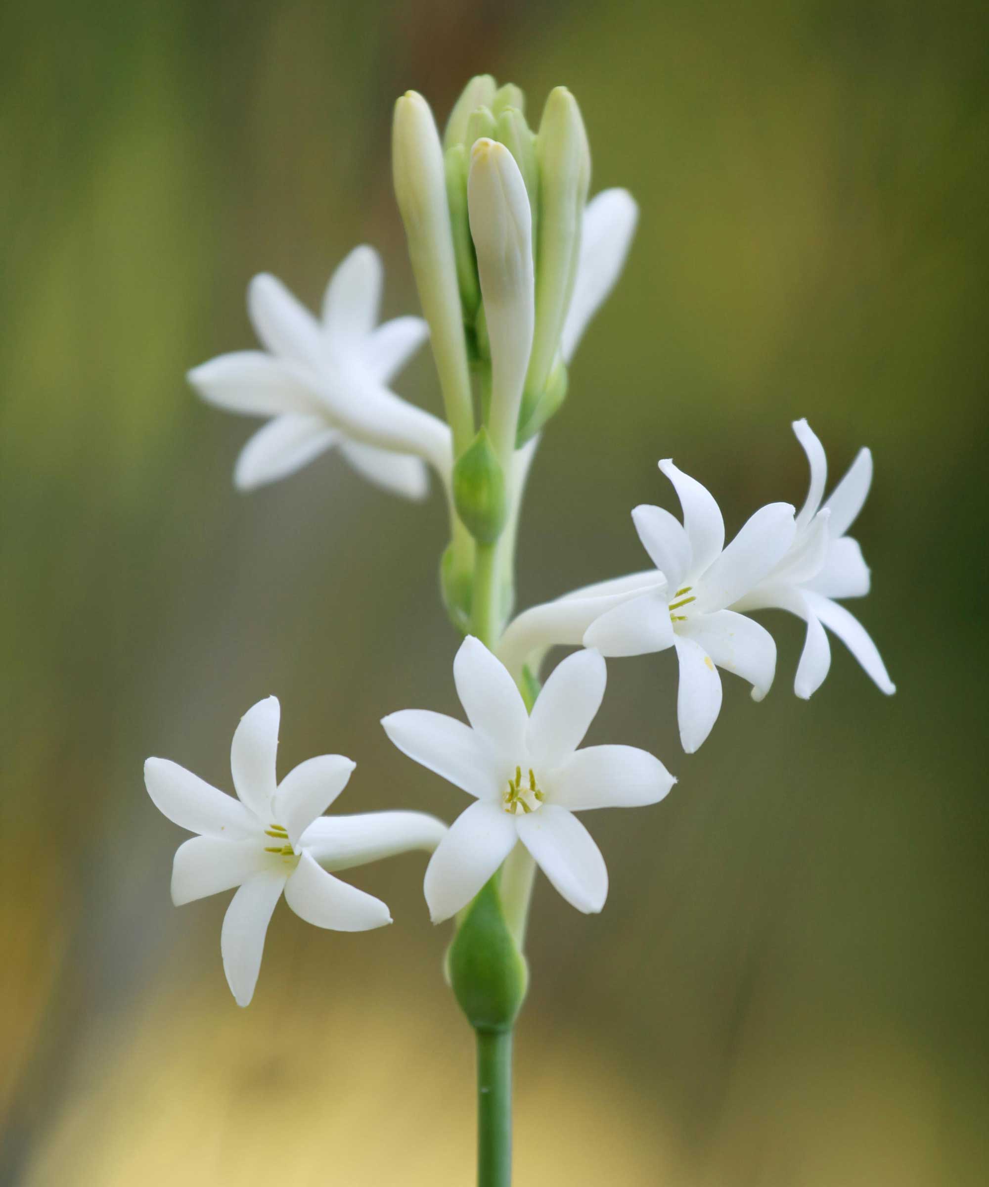 white tuberose flower