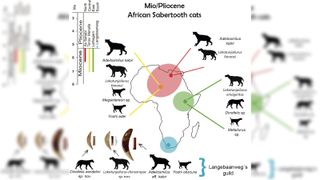 A diagram showing where different saber-tooth cats species are located in Africa