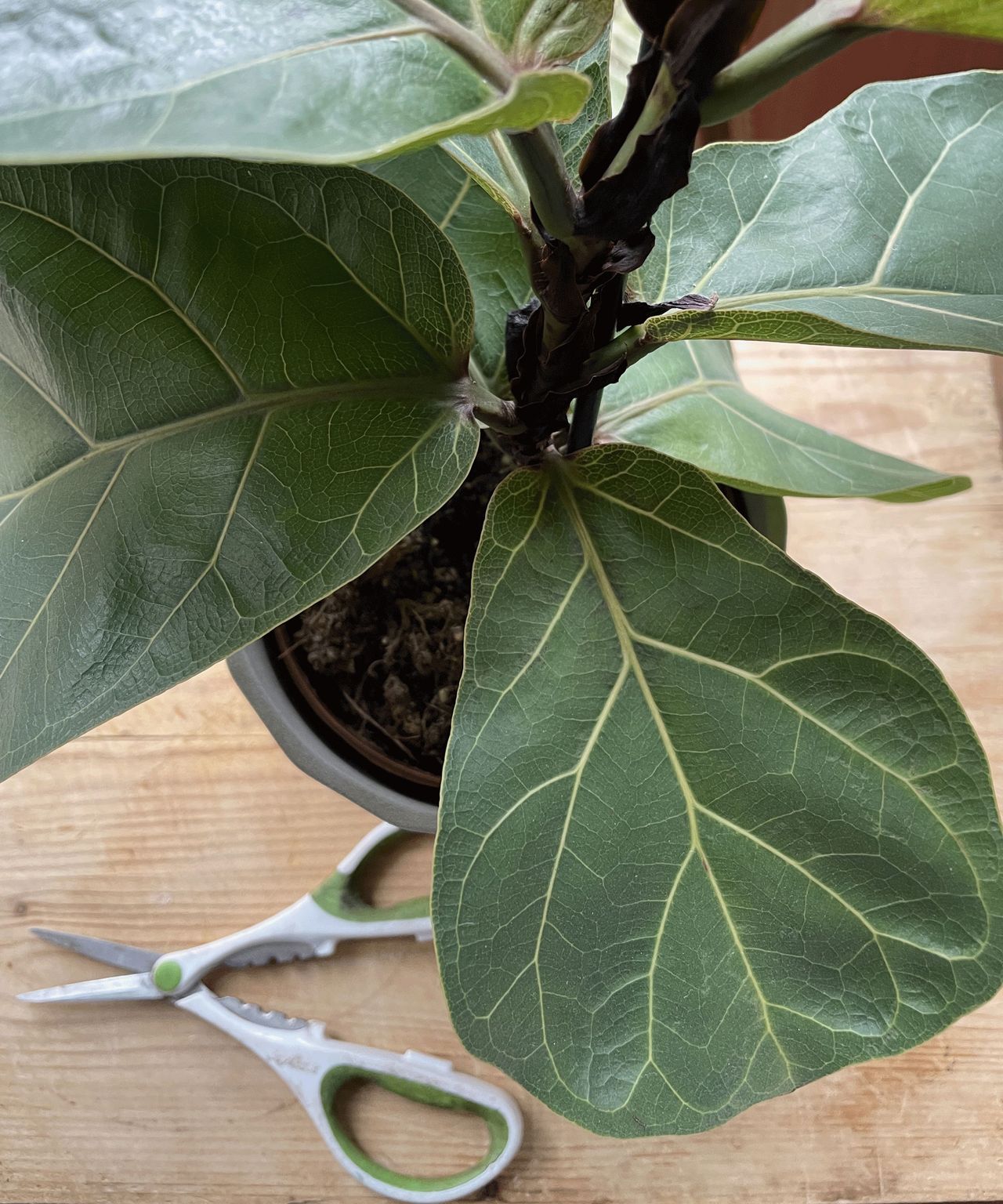 Fiddle leaf fig pruning expert tips on how and why to do it Homes & Gardens
