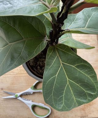 fiddle leaf fig plant with pruning scissors