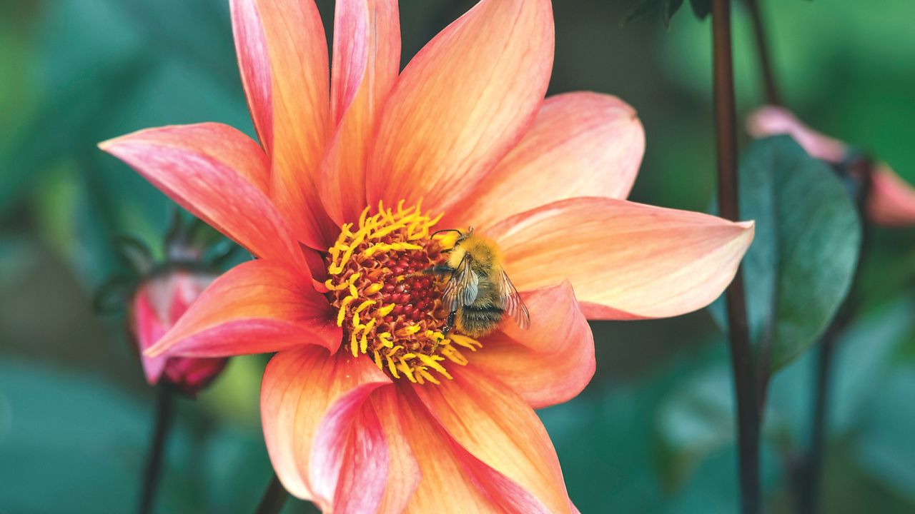 Closeup of bee on orange-pink dahlia flower growing in garden