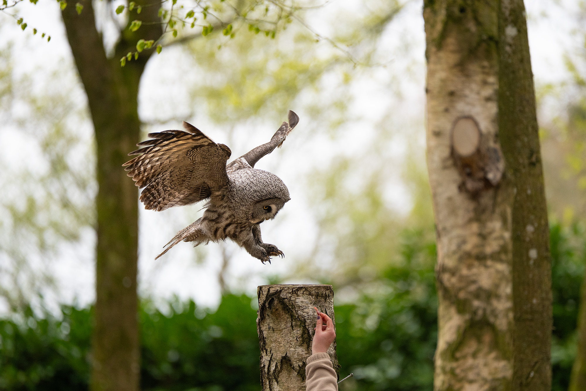 Great grey owl landing on stump as hand holds out meat