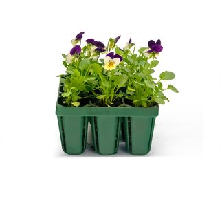 Pansies in seedling tray