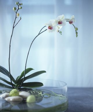 Hydroponic orchid growing in glass bowl with pebbles and water