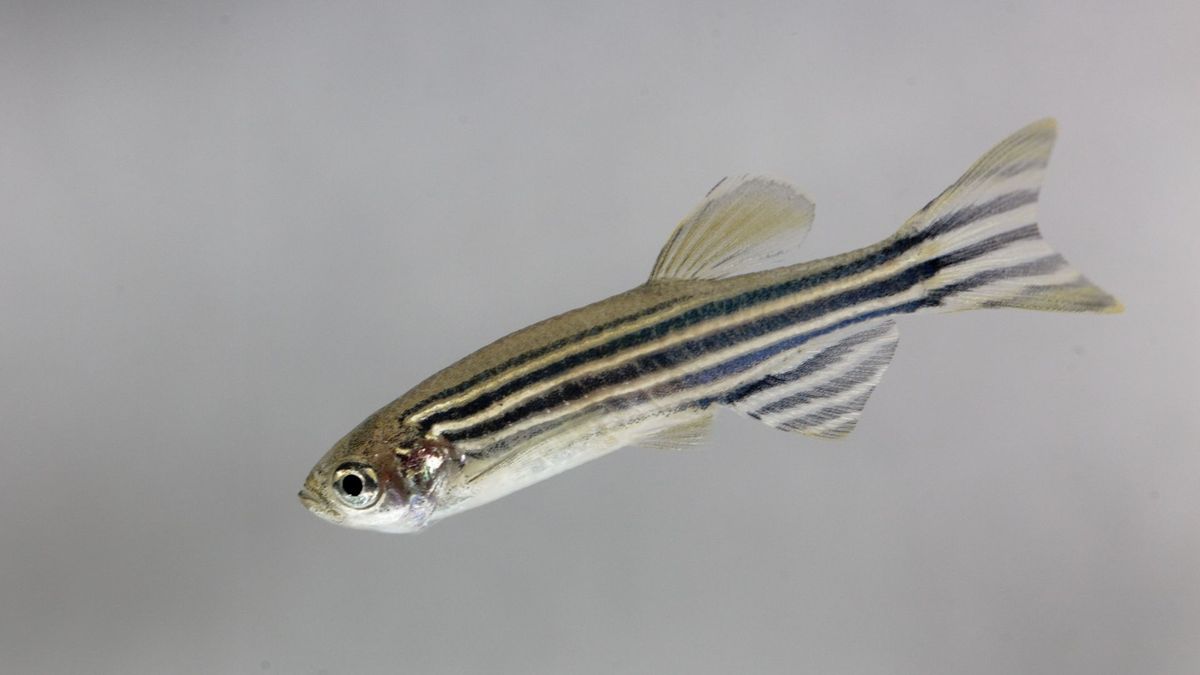 32 best types of fish for first-time owners | PetsRadar