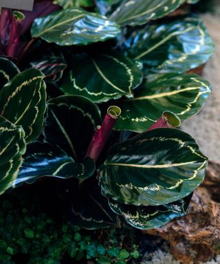 CALATHEA ROSEOPICTA