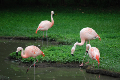 Somebody is beheading the Frankfurt Zoo's flamingos