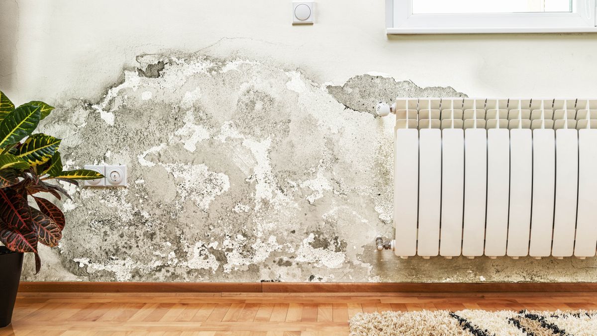 9 ways to prevent mold in your home