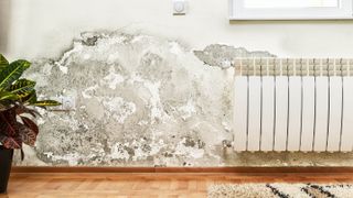A damp wall in a home which has developed mold, with a plant and radiator in front of it 