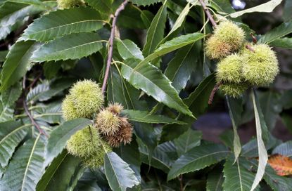 Chestnut Tree Full Of Nuts