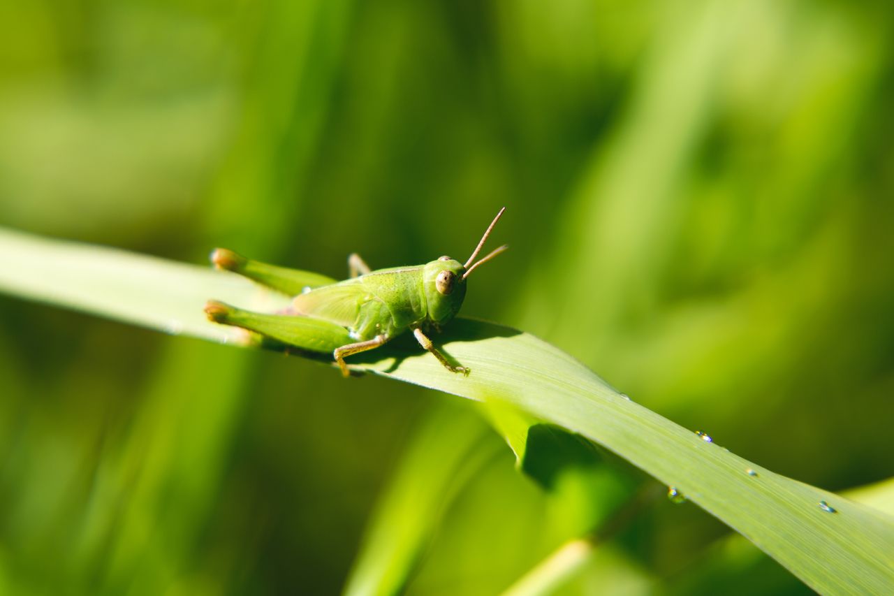 A friendly grasshopper.