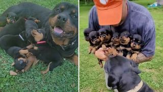 Rottweiler dad meeting puppies for first time