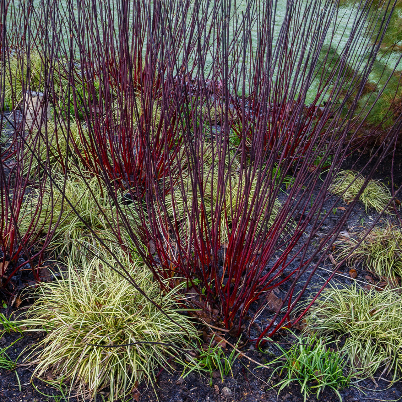 Cornus Black Kesselringii