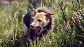 Jack Russell showing signs of aggression in dogs