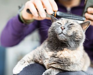 how to get rid of fleas - cat flea comb - GettyImages-1215664865