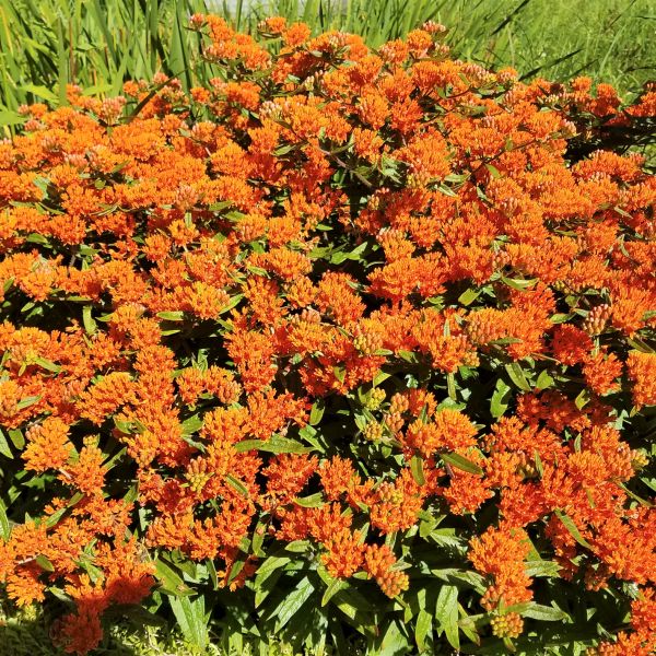 Butterfly Weed Plant - #1 Container