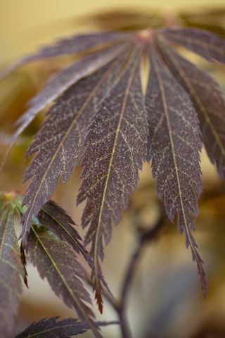 Acer palmatum Burgundy Lace